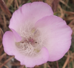 Calochortus splendens