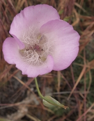 Calochortus splendens