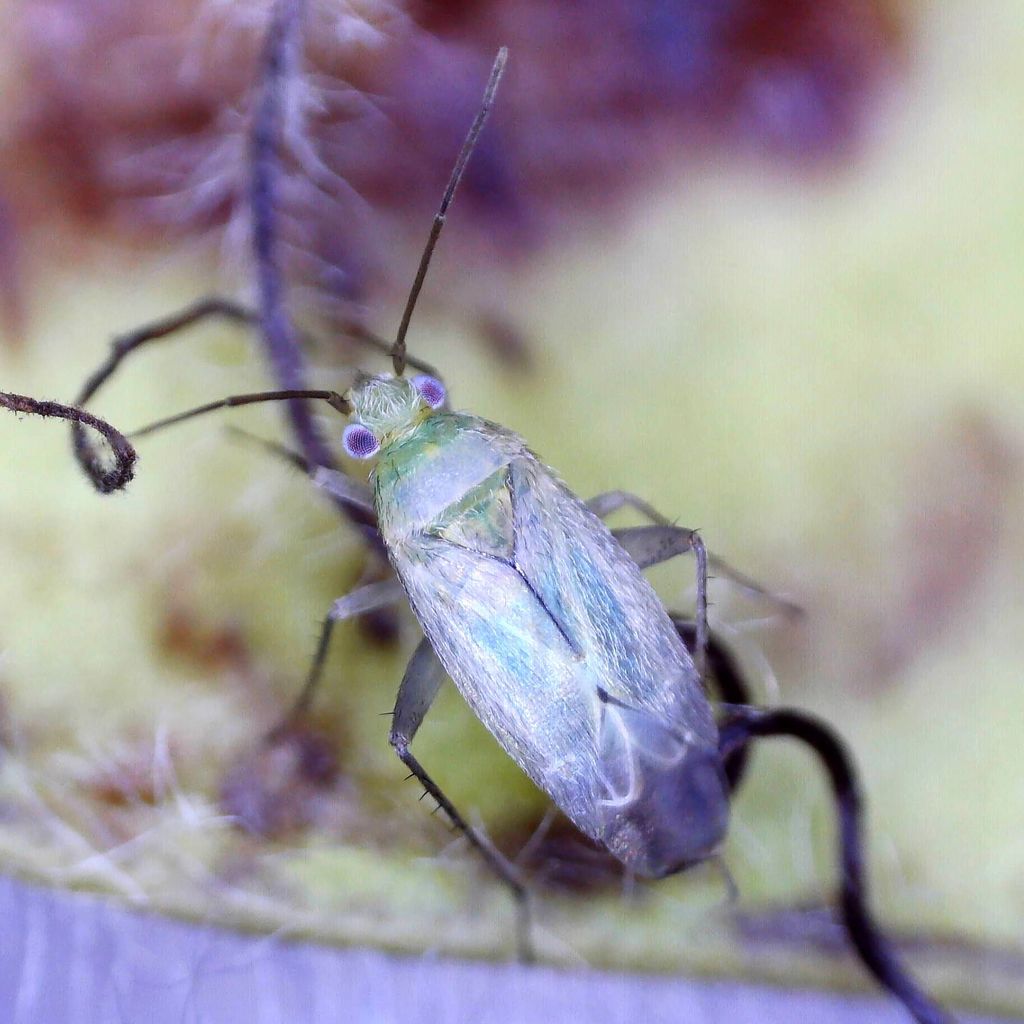 Plant bug