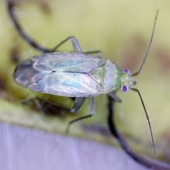 Asciodema obsoleta