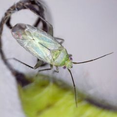 Asciodema obsoleta