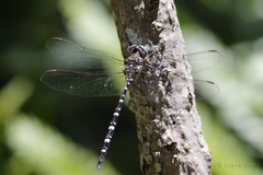 Archaeosynthemis leachii