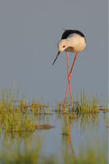 Himantopus himantopus