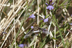 Ligyra cingulata