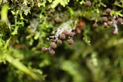 Elaeomyxa cerifera