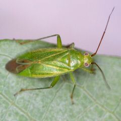 Orthotylus marginalis