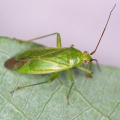 Orthotylus marginalis