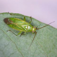 Orthotylus marginalis