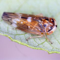 Metidiocerus elegans