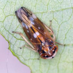 Metidiocerus elegans