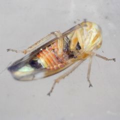 Metidiocerus elegans