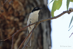 Melithreptus chloropsis