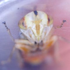 Metidiocerus elegans