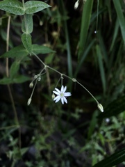 Stellaria vestita
