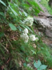Astrantia