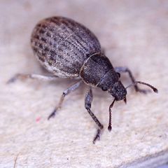 Attactagenus plumbeus