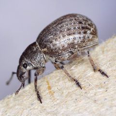 Attactagenus plumbeus