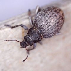 Attactagenus plumbeus