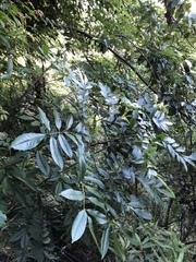 Meliosma rhoifolia