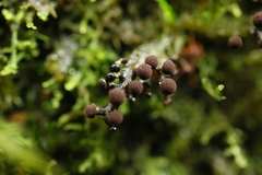 Elaeomyxa cerifera