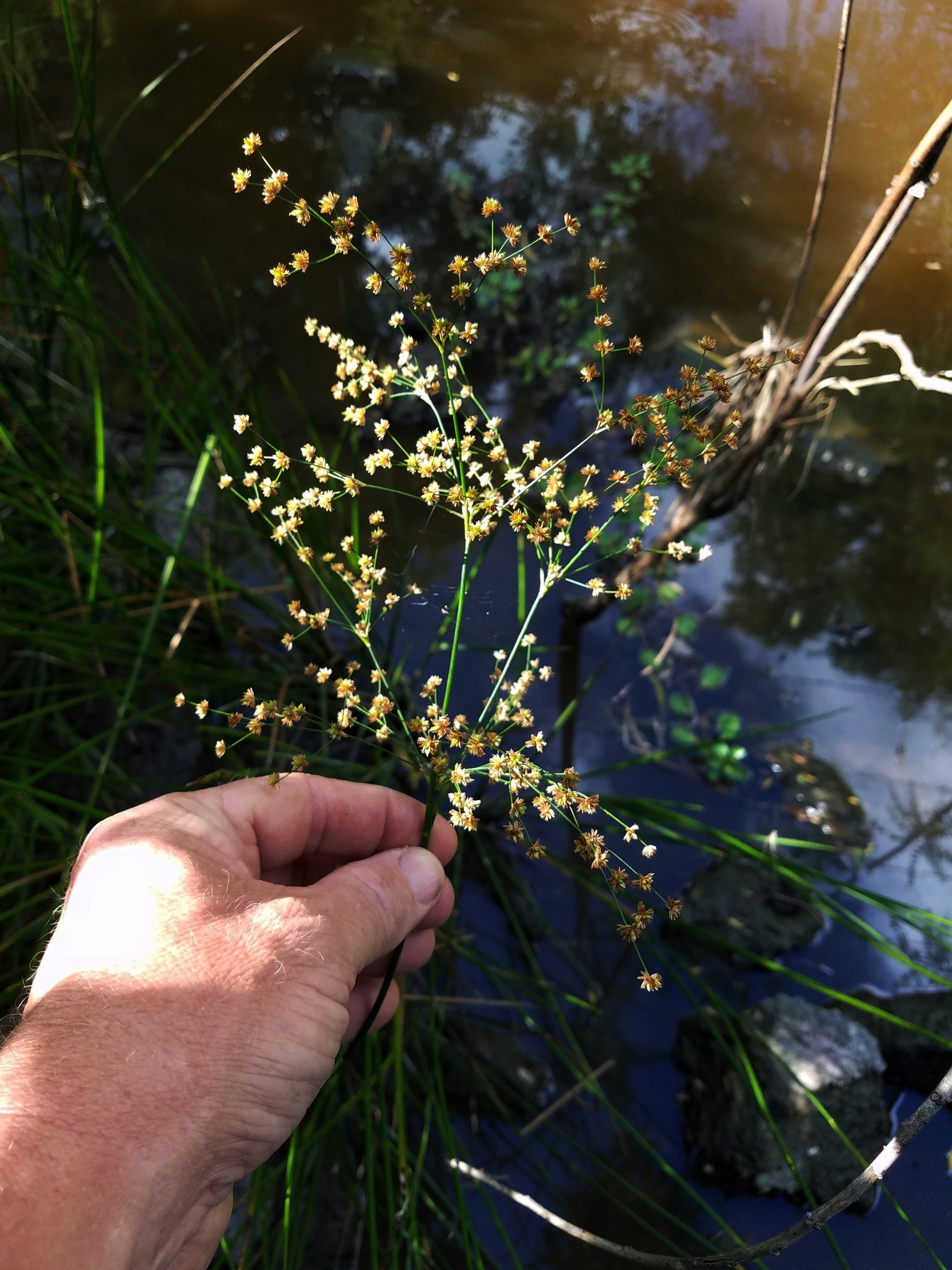 Juncus nodatus