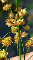 Juncus nodatus