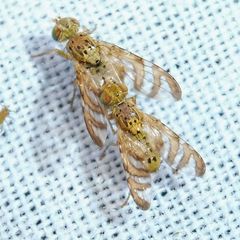 Chaetorellia jaceae