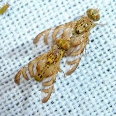 Chaetorellia jaceae