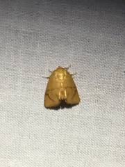 Apoda y-inversa