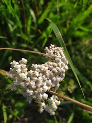 Achillea millefolium