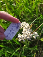 Achillea millefolium