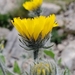 Shaggy Hawkweed - Photo (c) Lisa Schwarz, some rights reserved (CC BY-NC), uploaded by Lisa Schwarz