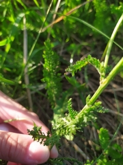 Achillea millefolium
