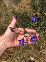 Anchusa strigosa
