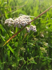 Achillea millefolium