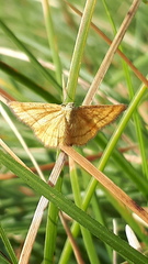 Idaea flaveolaria