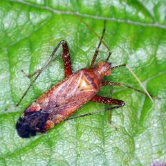 Phytocoris ulmi