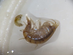 Gammarus lawrencianus