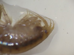 Gammarus lawrencianus