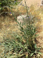 Anchusa strigosa