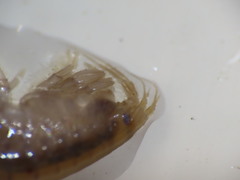 Gammarus lawrencianus
