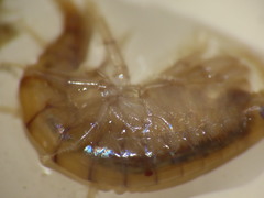 Gammarus lawrencianus
