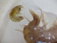 Gammarus lawrencianus