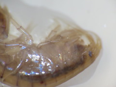 Gammarus lawrencianus