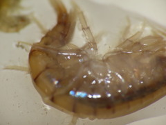 Gammarus lawrencianus