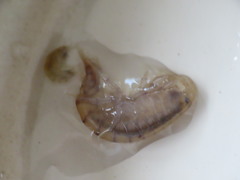 Gammarus lawrencianus