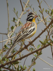 Emberiza poliopleura