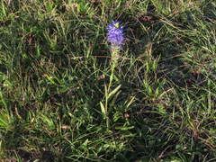 Veronica barrelieri