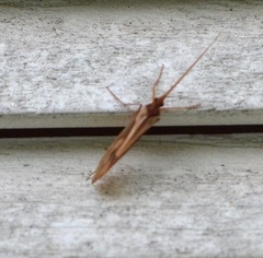 Platycentropus radiatus