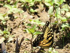 Papilio alexiares garcia